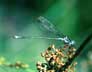 emerald damselfly